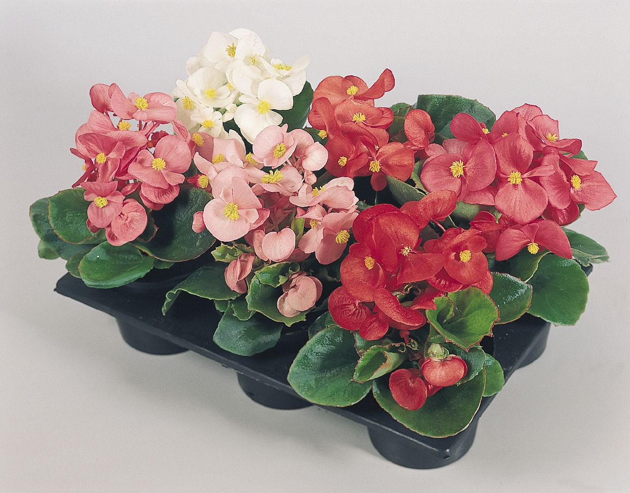 B. ‘Olympia Mix’